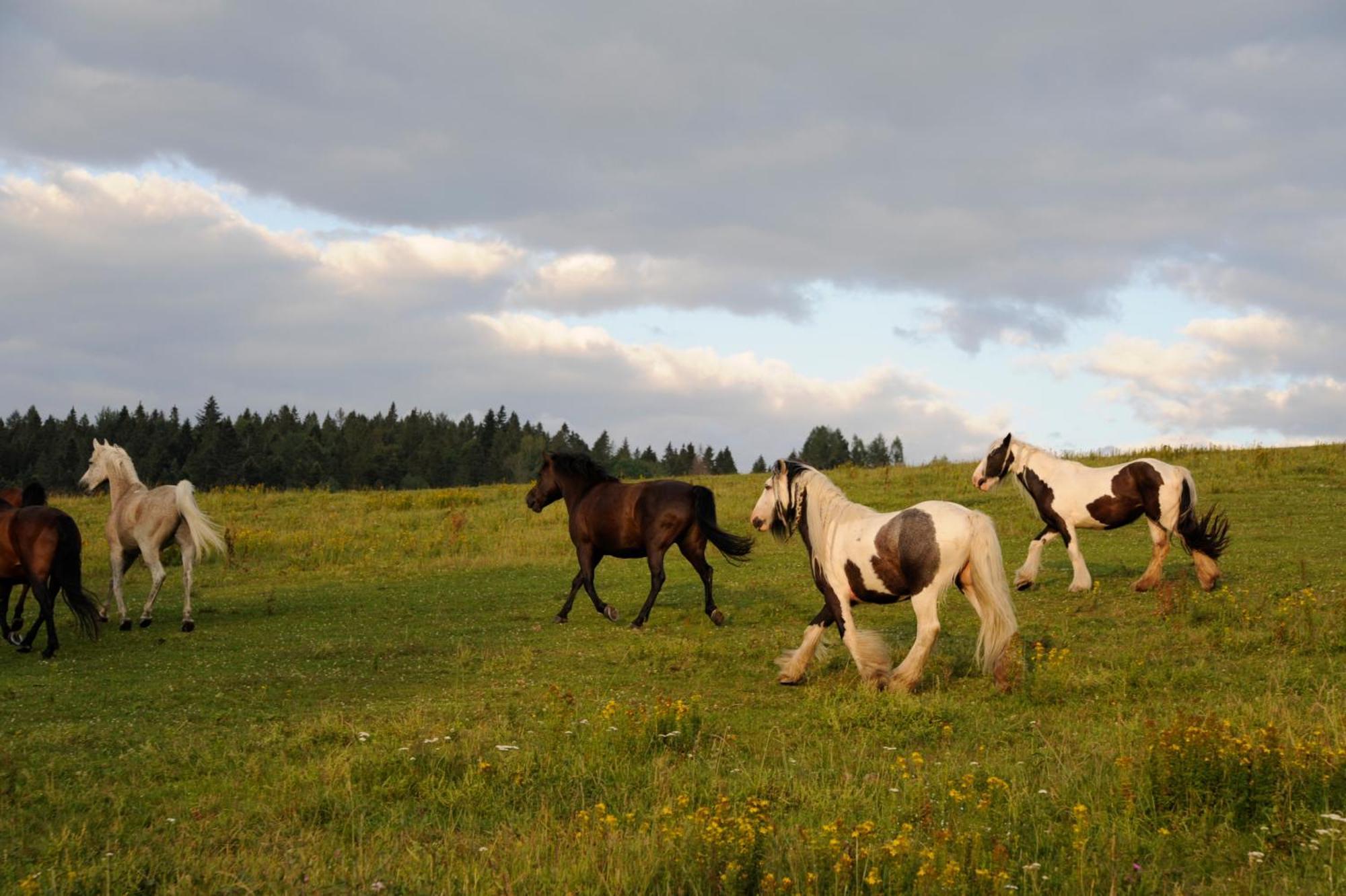 Domek Trohaniec Lesny Lutowiska Exterior foto