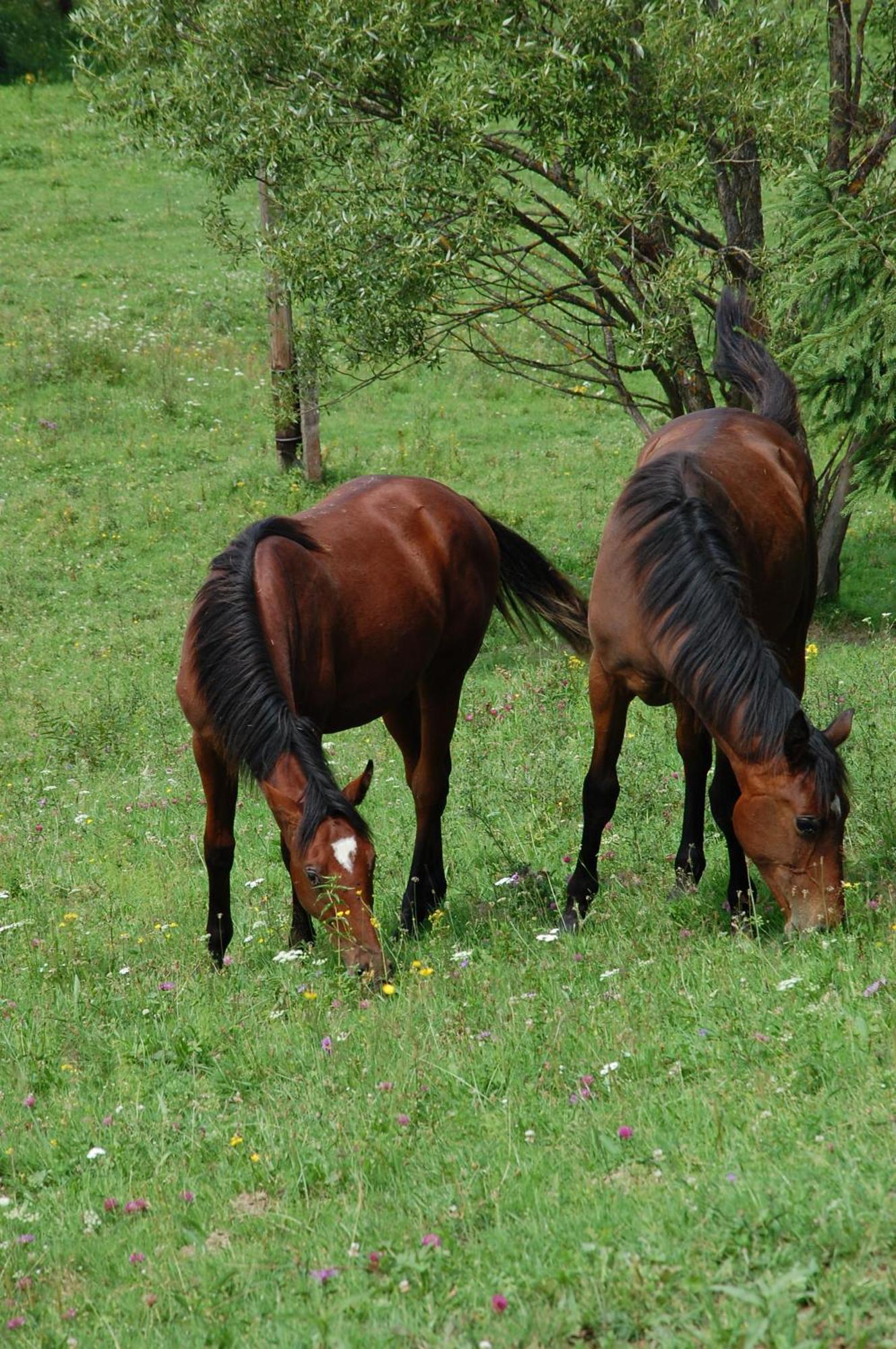Domek Trohaniec Lesny Lutowiska Exterior foto